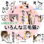 いろんな三毛猫